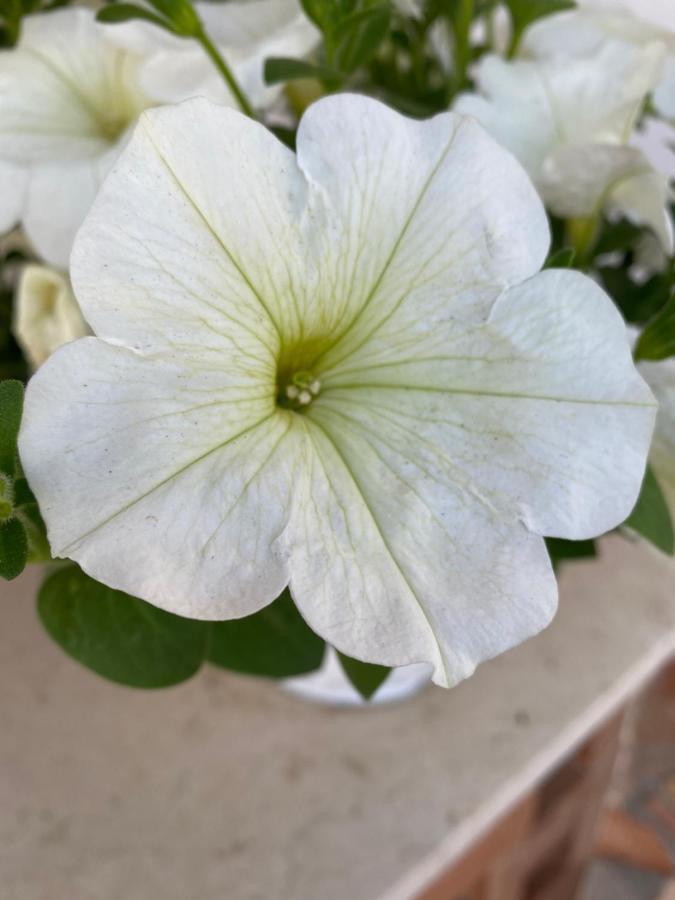 فيلا Helios House باليرمو المظهر الخارجي الصورة